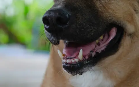 Close up of dogs mouth/teeth